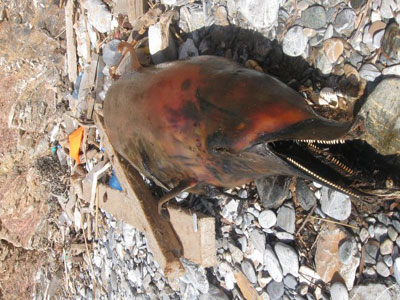 Νεκρό δελφίνι από καμάκι